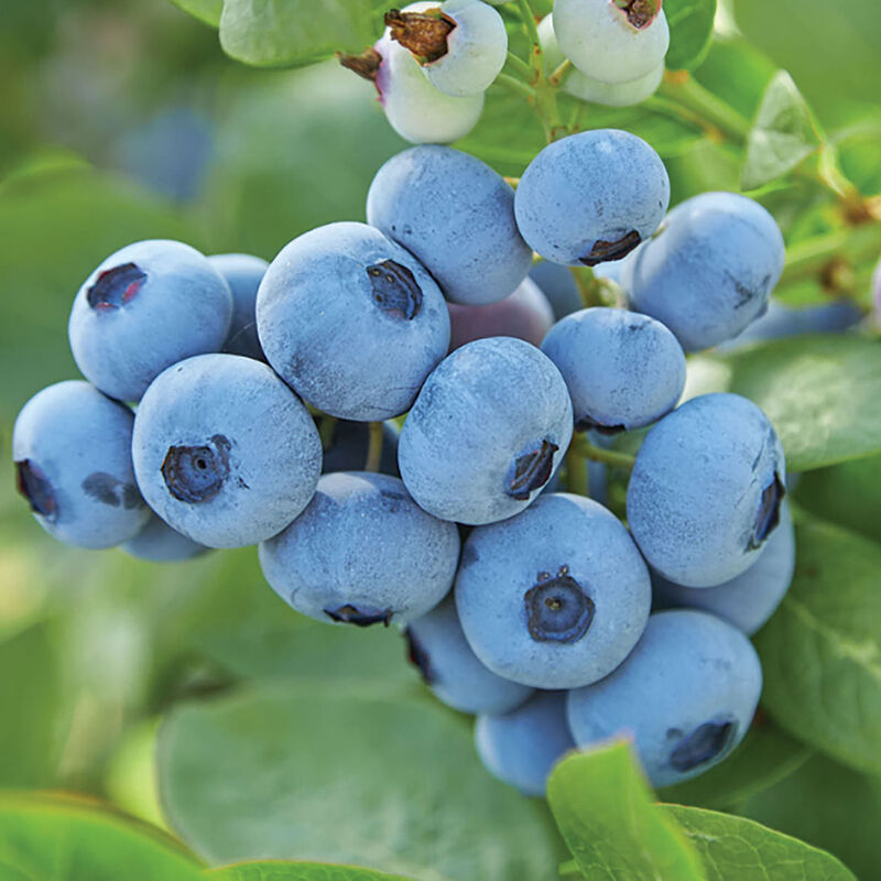 5417_01_topshelf_vendor_blueberry