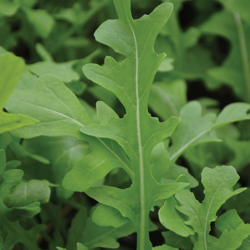5547_01_uber_arugula_vendor