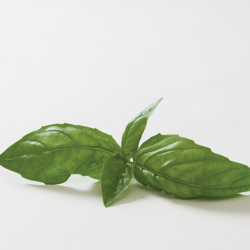 5553_01_dolly_basil
