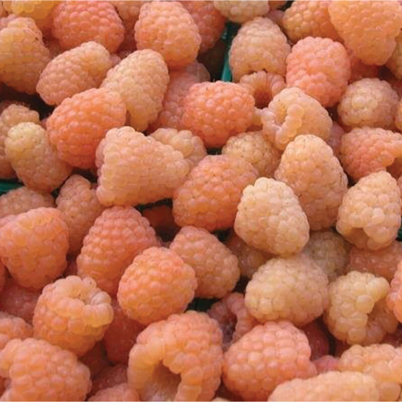 5660g_01_cascade_gold_vendor_raspberry