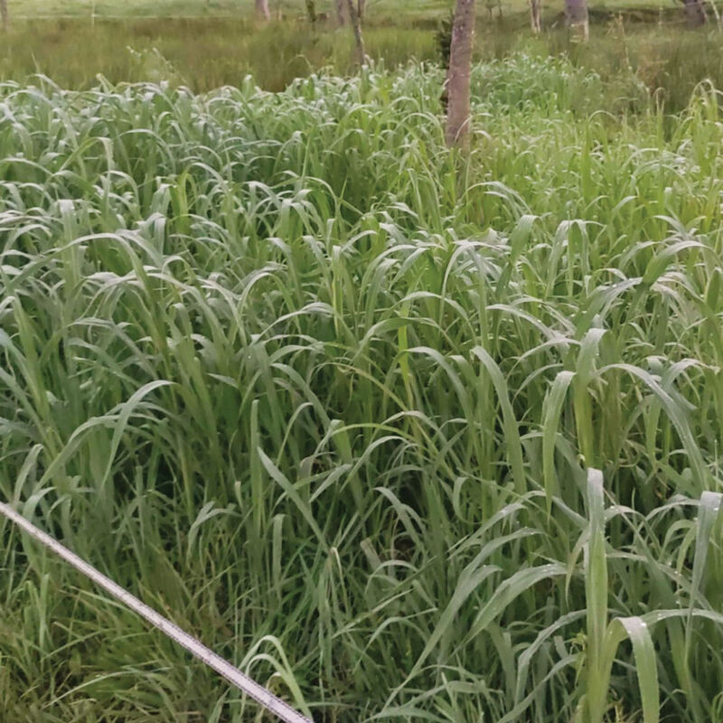 5848g_01_japanese_millet