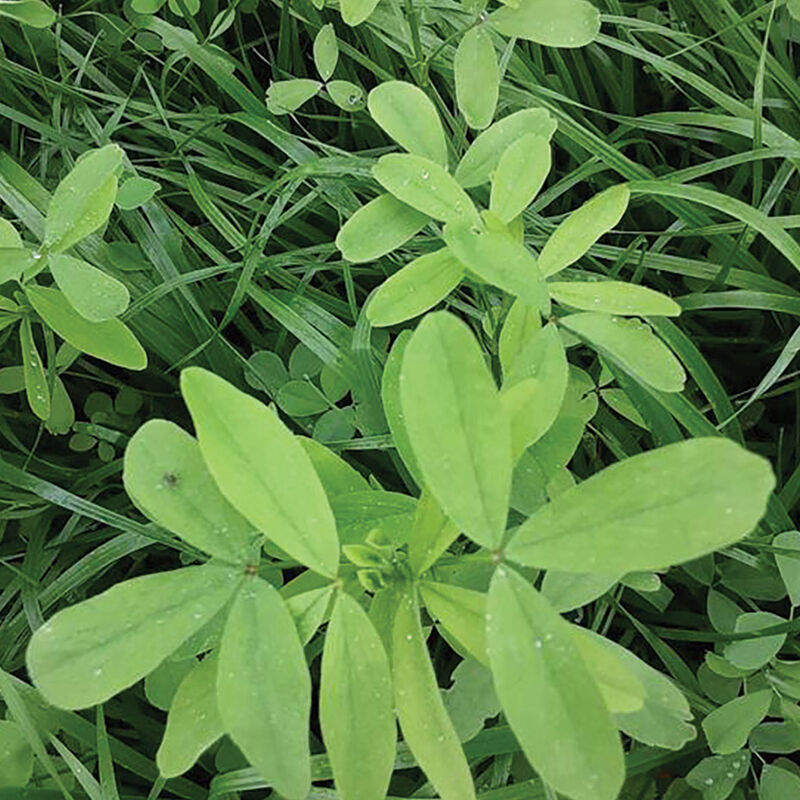 5901_01_berseem_clover_cover_crop