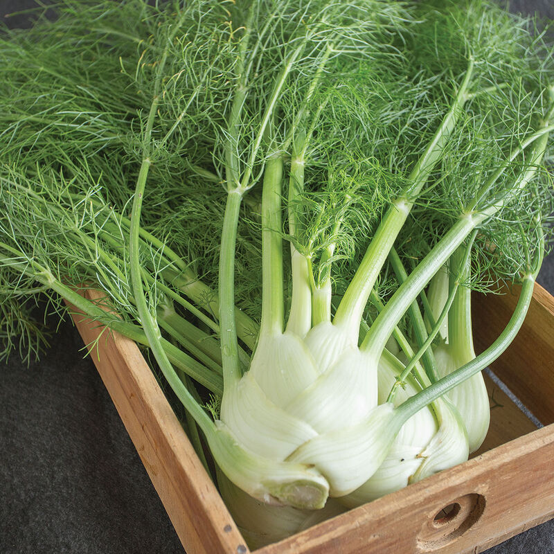 5977_01_finale_fennel