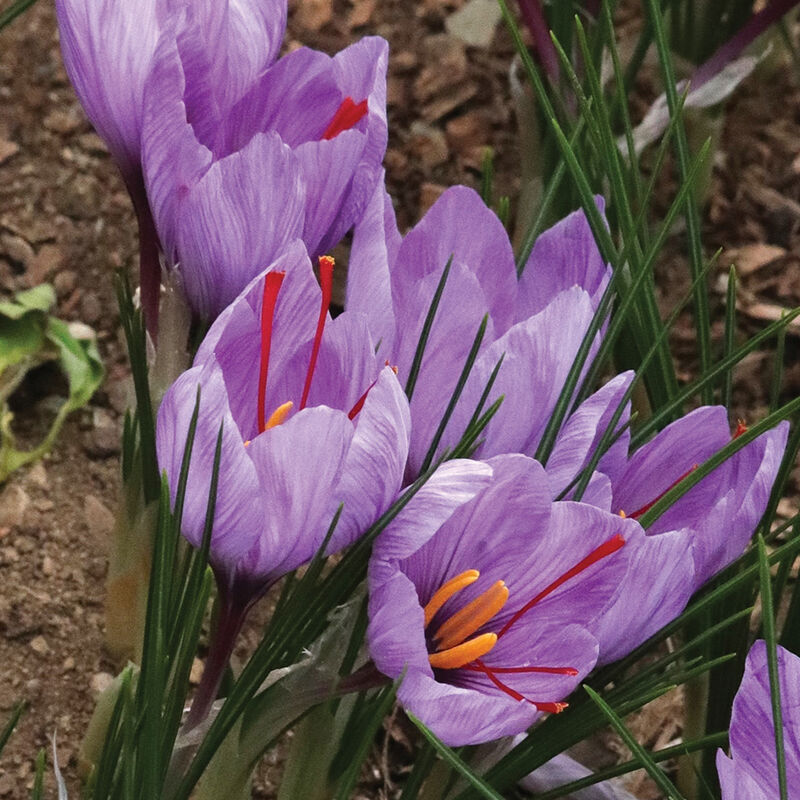 6075_01_safron