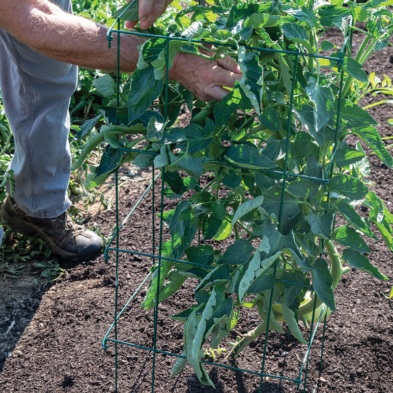 6684_01_tomato_cage